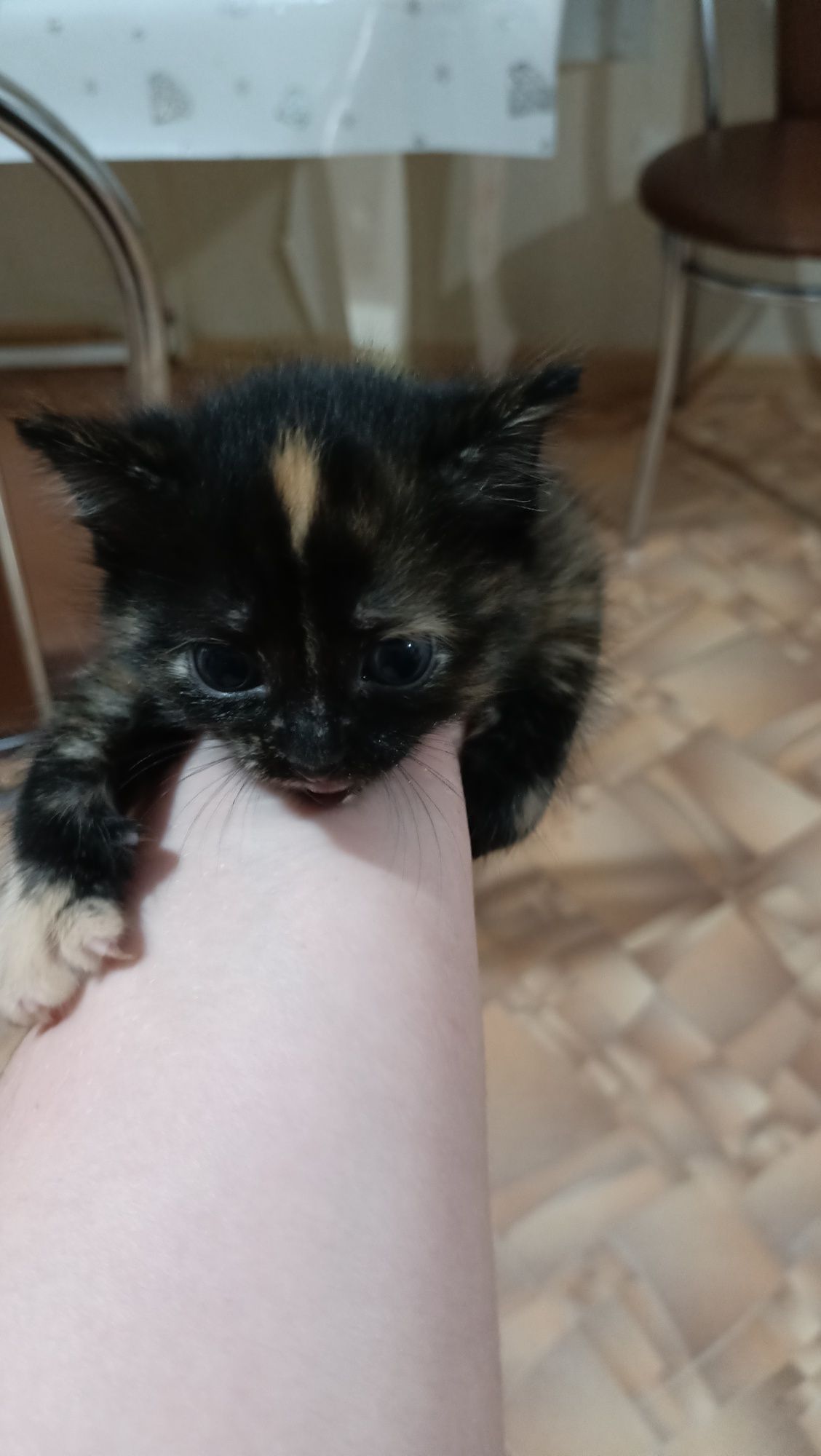 Отдам котят срочно разноцветные девочки