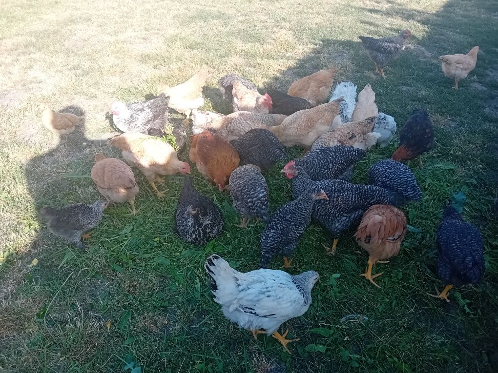 De vanzare pui de casa și rasa mixta