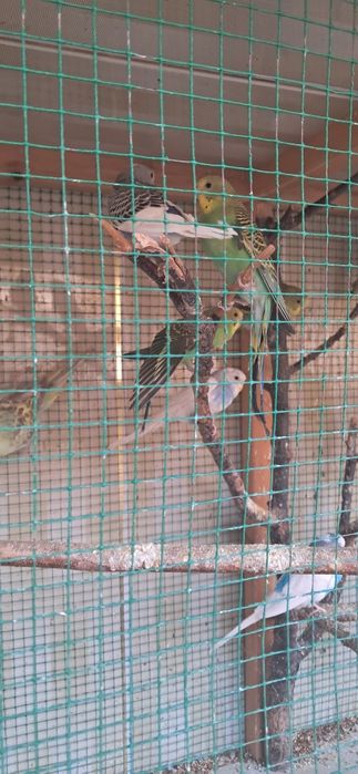 Papugay valnistiy 12ta vzarosli va maladoyla soglom 55.000 dan kami bo