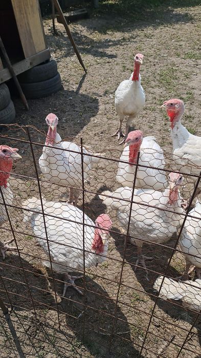 Curcani și curci albe rasă grea