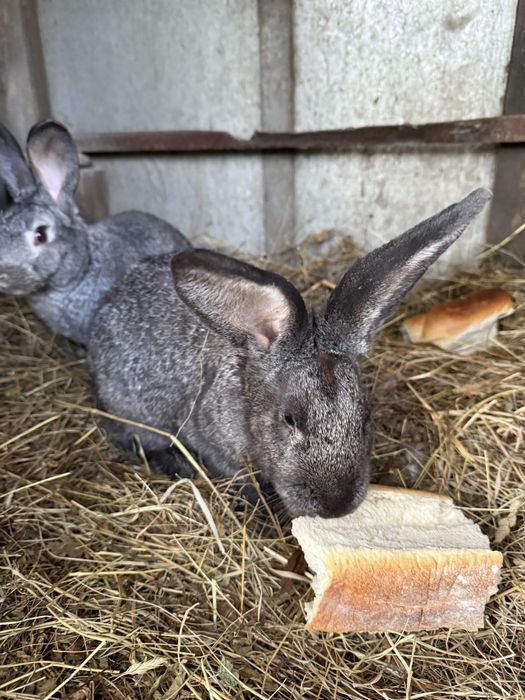 Pereche iepuri comuni colorati