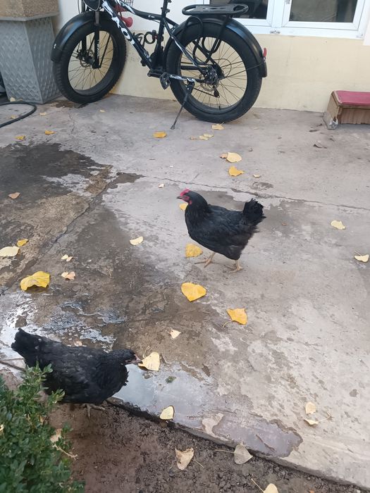 Qora Xashaki tovu sotiladi 100min so'm