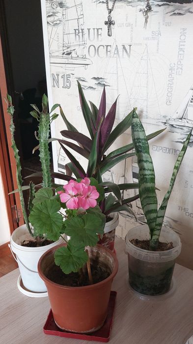 Цветы продам все за 3000 тг с ДОСТАВКОЙ