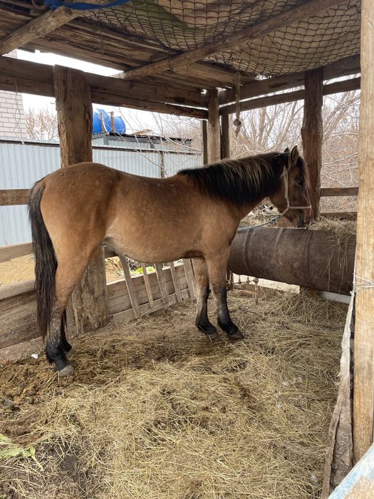 Дөнен 3-жасар договорная цена