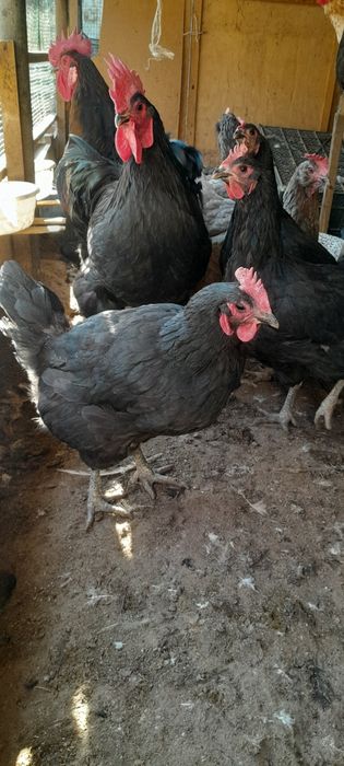 Tovuq xorozla sotiladi Damashniy