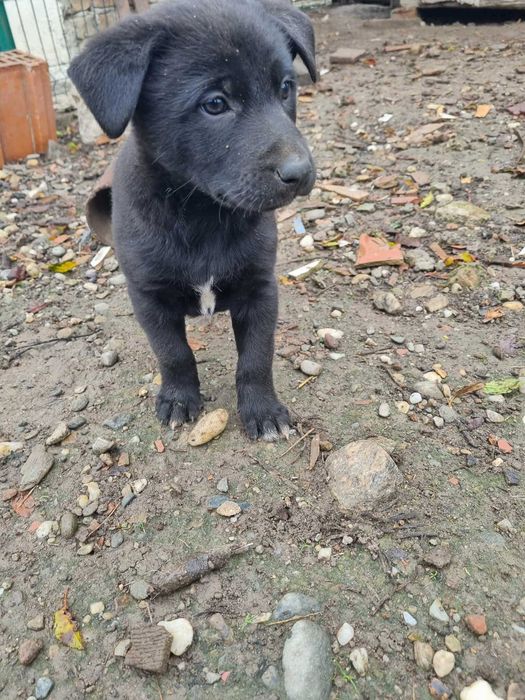 Ofer spre adopție căței