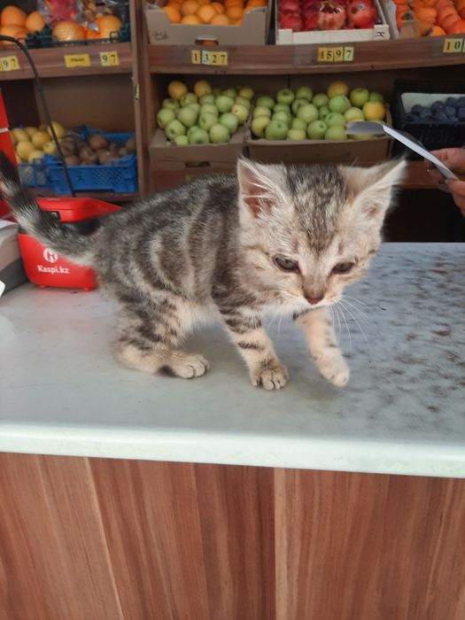 Отдам котёнка в добрые ручки