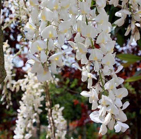 Glicina (wisteria) diferite culori