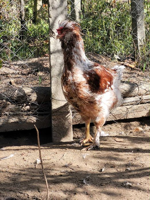 Cocosi motati disponibili