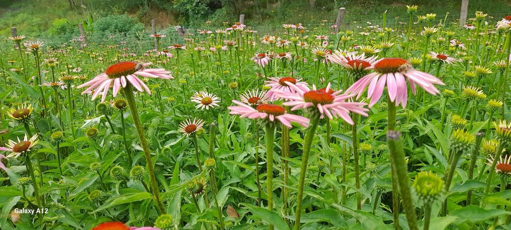 Echinaceea Purpurea răsad și ceaiuri