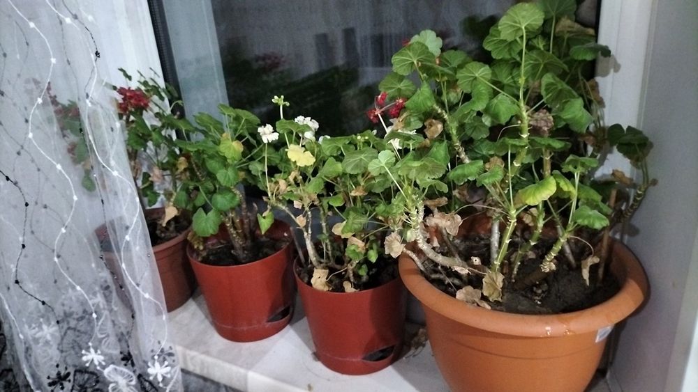 Цветы бесплатно самовывоз