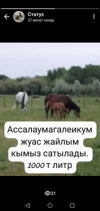 Кымыз саумалы. Талдыкорган.