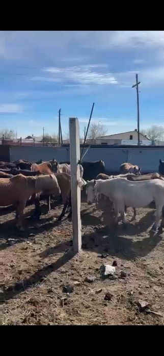 Кобылы и тай казахской породы