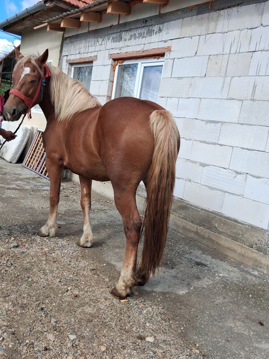Vând iapa de 3 anișori