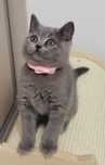 Baietel british shorthair