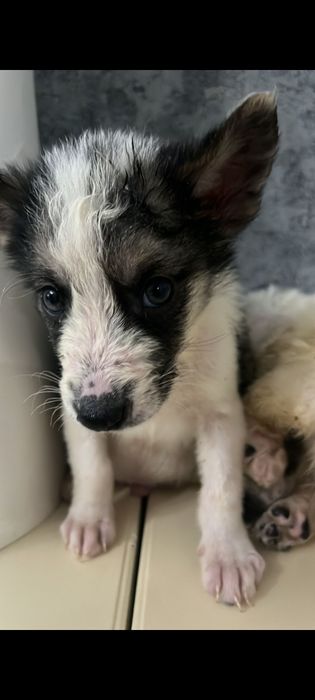 Отдам в добрые руки щенят