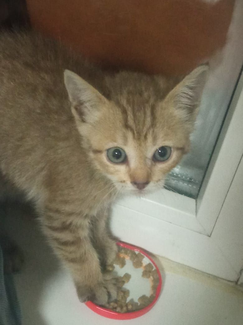 КОТЕНОК девочка шикарная