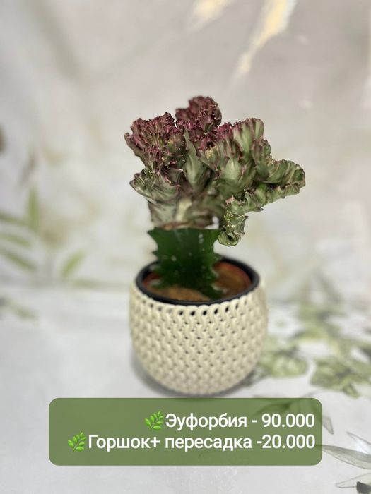 Хавортия варигат, кактус  и другие растения