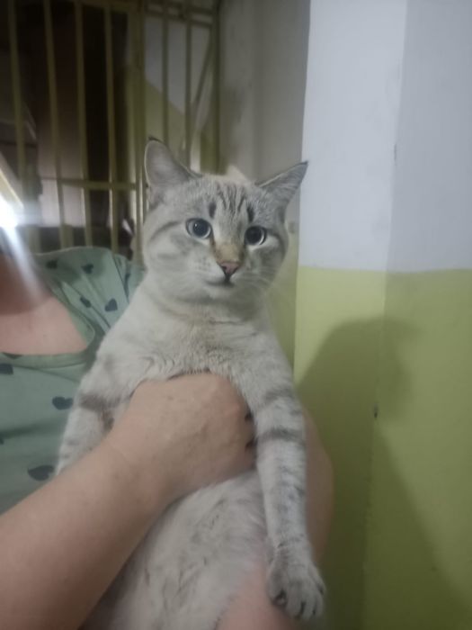 Котик молодой, помесь.  Хозяева бросили в подьезде. Звонить на ватсапп