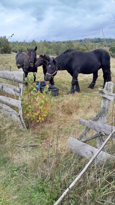 De vânzare iepe negre cu mânji