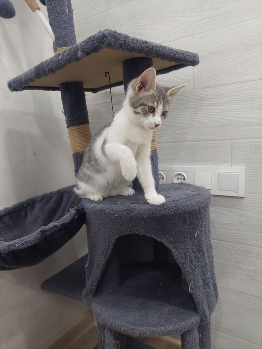 Котенок девочка Ташкент
