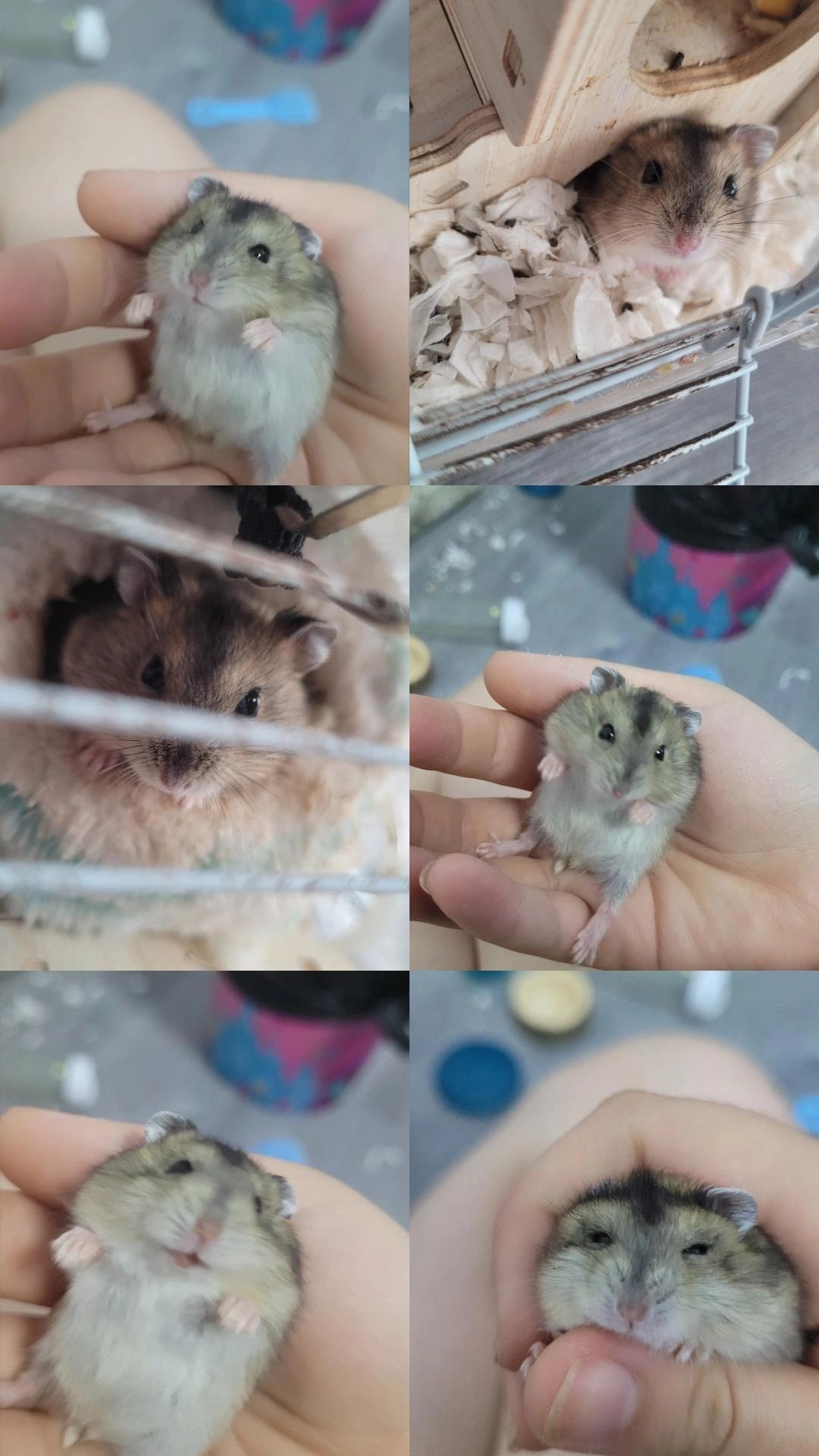 Hamsteri pitici siberieni