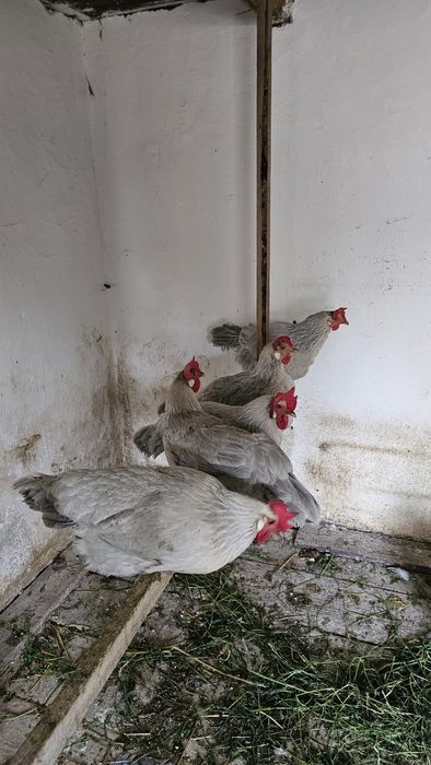 Gaini italiene perlat și potarnichiu