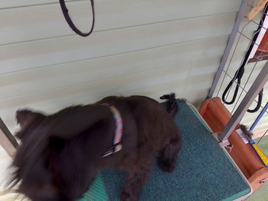 Femelă 5 luni Schnauzer Standard cu blana deschisă la culoare