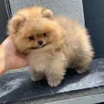 Pomeranian Mini Roscat Mascul de vanzare cu vaccin si carnet