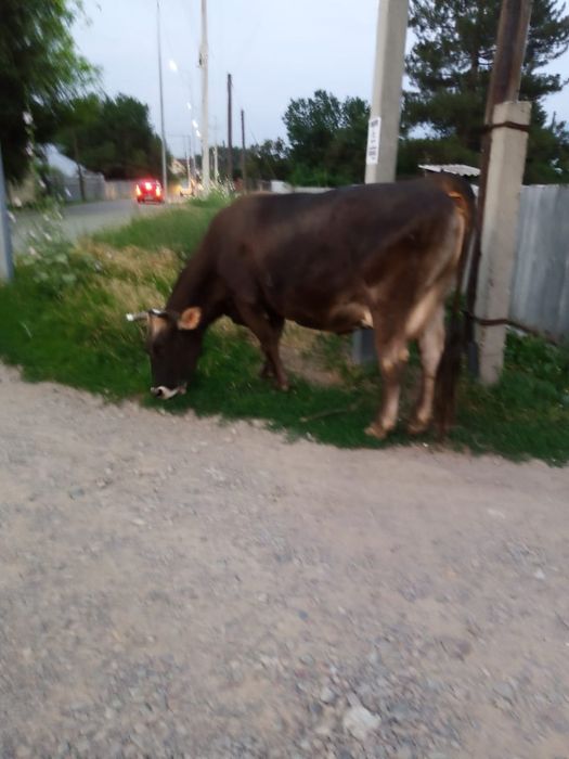 Продам молочную дойную карову