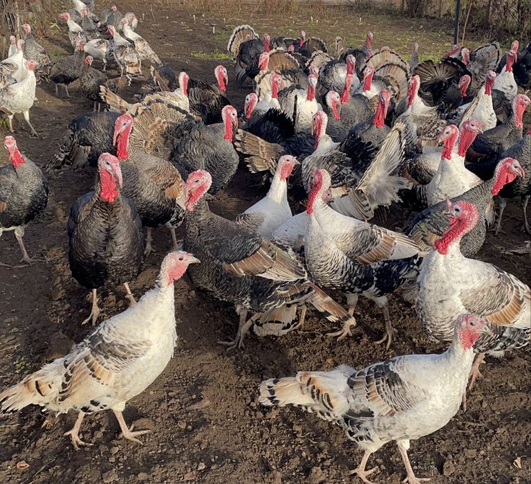 Curcani si curci de vanzare