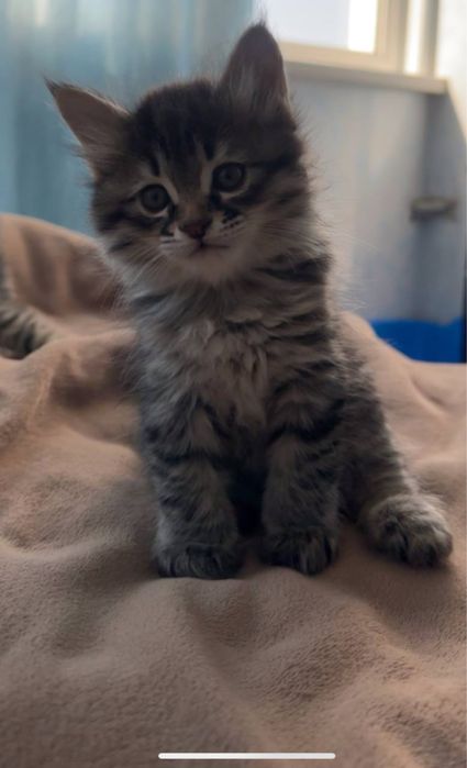 Отдаем котят в добрые руки