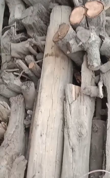 Кунда утин O'tin kunda bor sotiladigan