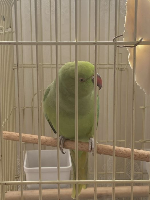 Папагал Малък Александър с клетка