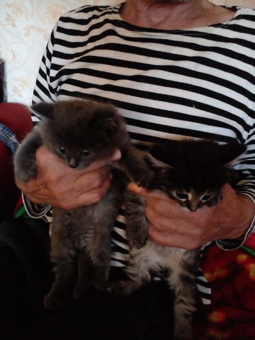 Отдам котят в добрые руки