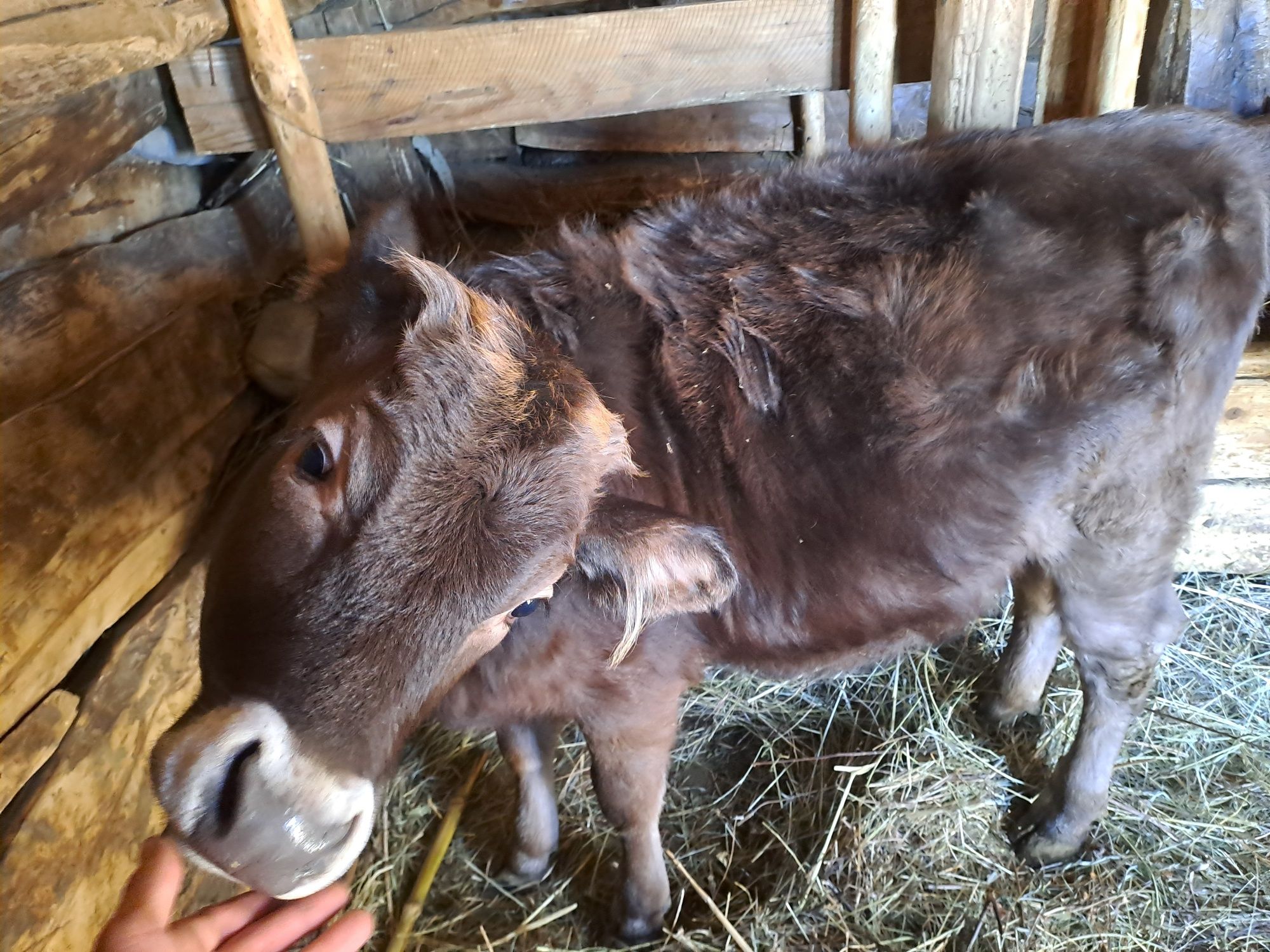 Vând 2 vițele,una bălțată și una neagră