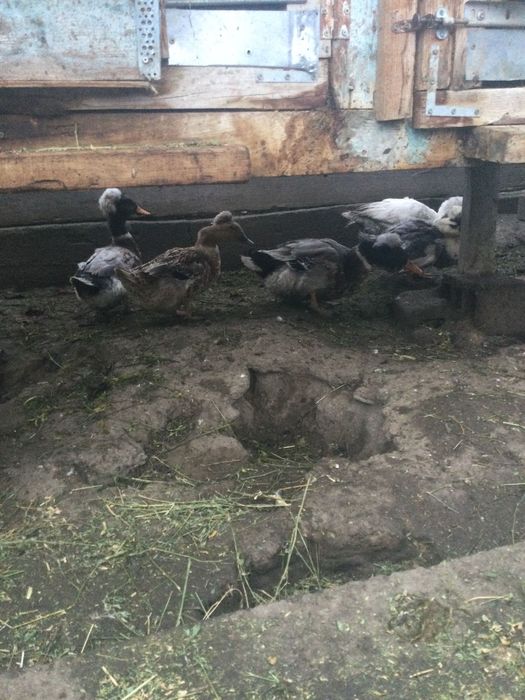 Vând rate și ratoi