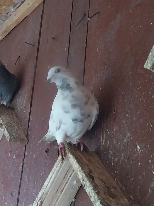 Schimb porumbei voiajori și de ornament cu găini diferite rase