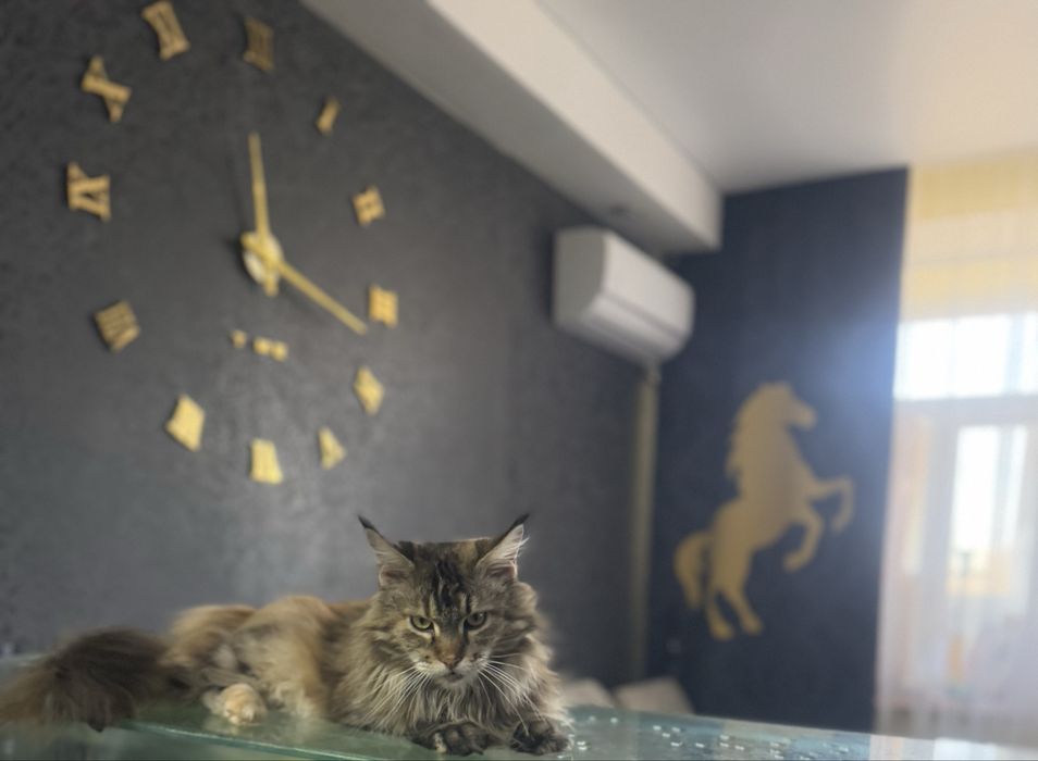 Продам кошку Мейн-кун