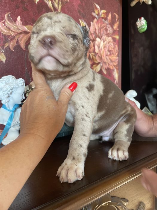 Американский булли