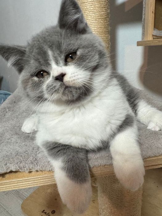 Motănel superb de vănzare