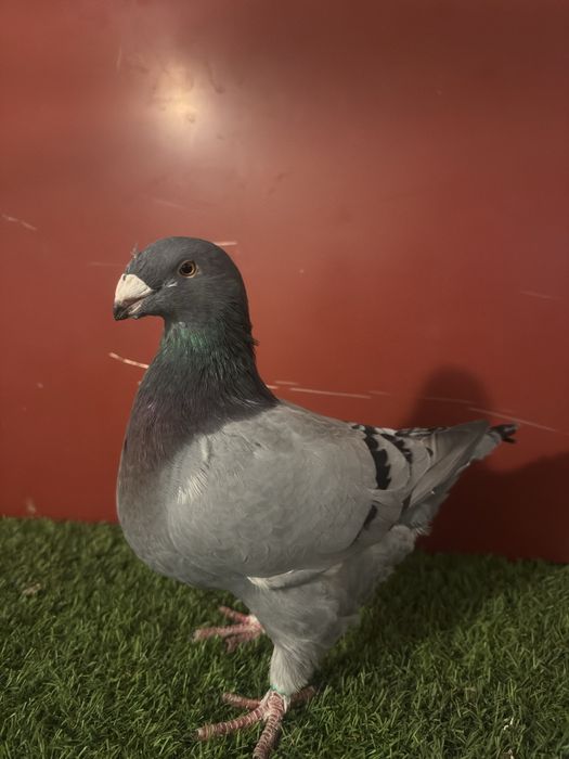 Porumbei americani AGH maturi si tineri