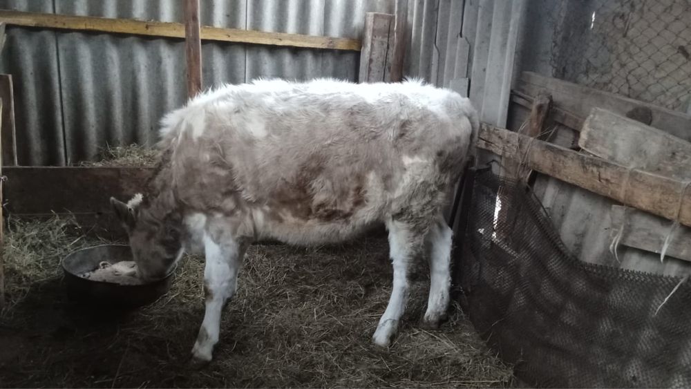 баспак ургашы 11 айлык симментал тұқыидв