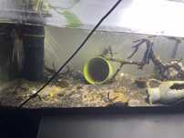 Acvariu tot cu pesti,substrat,plante acvarice