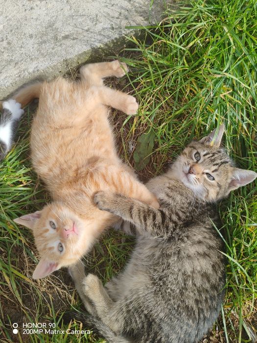 Pisoi pentru adopție!