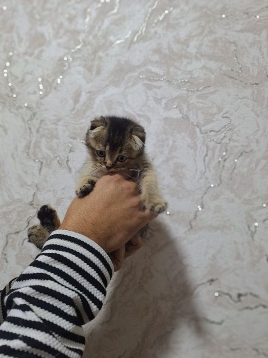 Шотландские и британские котята готовы переехат в новый дом