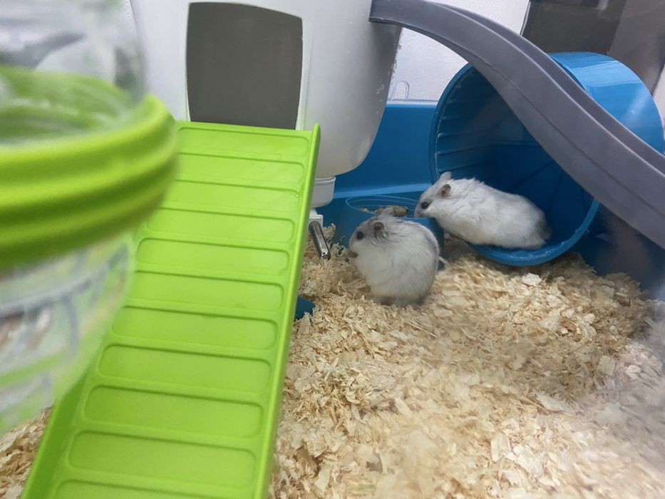 Hamsteri fetițe – Vivi & Isa + cușcă și accesorii incluse