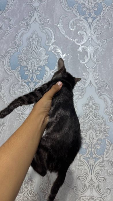 Бенгальские котята