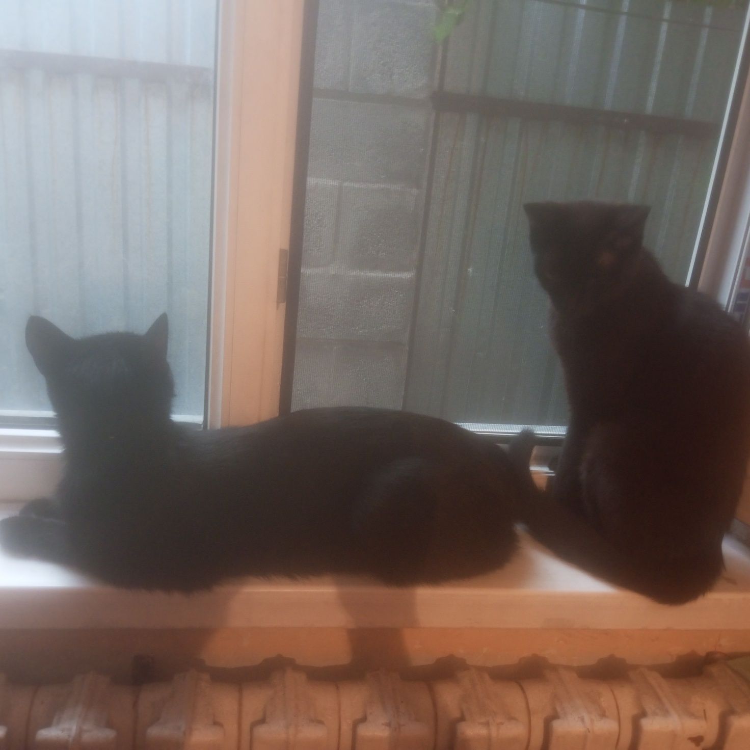 Передержка кошек