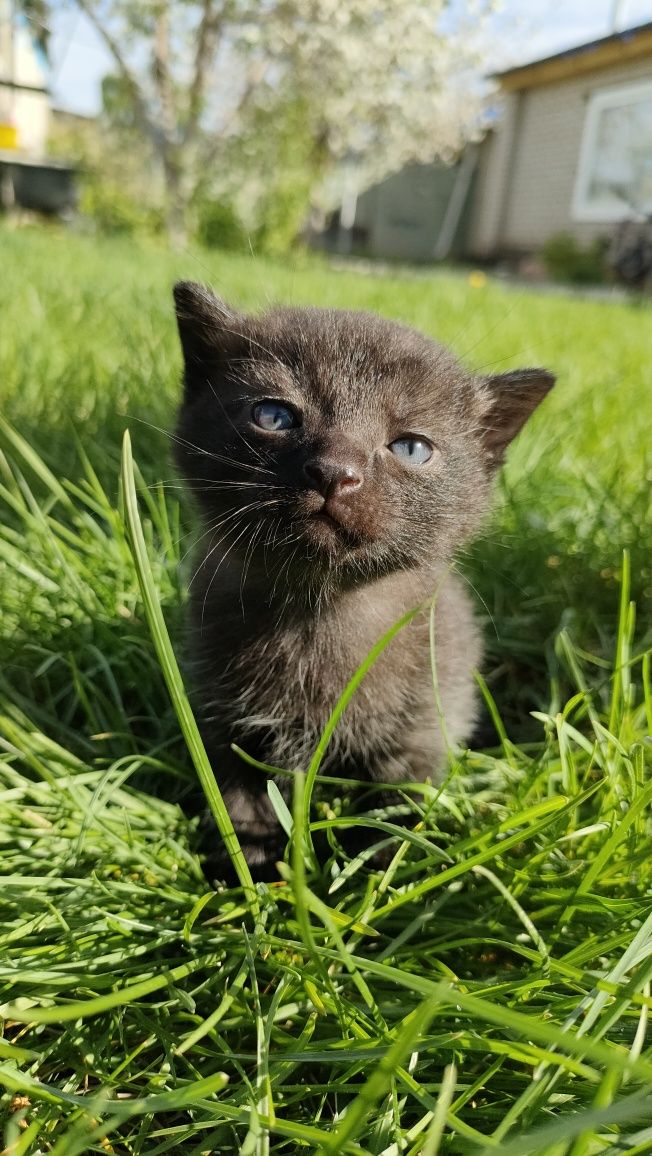 Котята красивые и умные